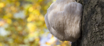 Crinière de lion : un champignon au chevet du cerveau - Alternative Santé