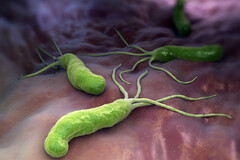 La bactérie Helicobacter colonise l'estomac malgré son acidité