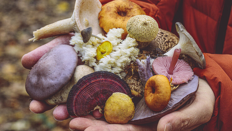 Champignons médicinaux : le retour en force