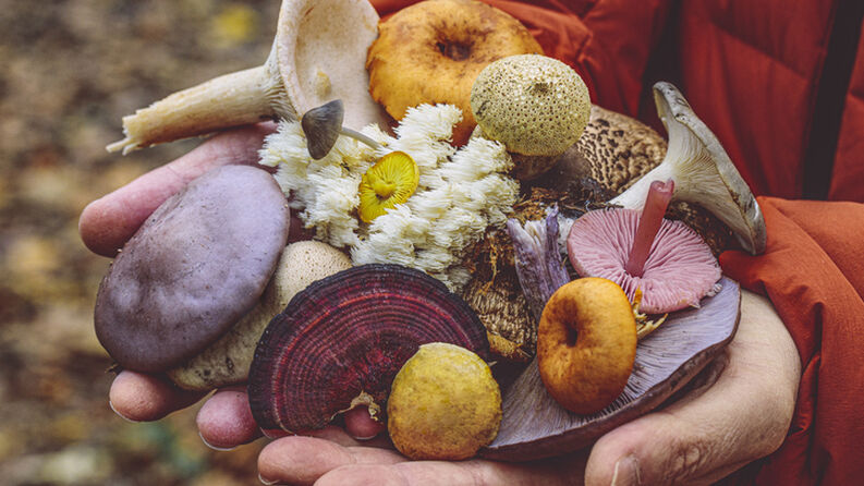 Champignons médicinaux : le retour en force - Alternative Santé