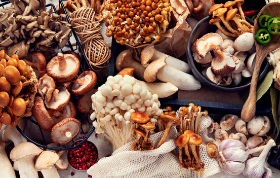 Diabète, surpoids  : champignons médicinaux et métabolisme