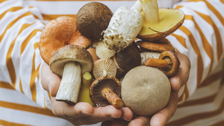 Champignons médicinaux : au service de notre microbiote